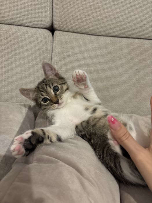 Три мъжки котенца търсят дом