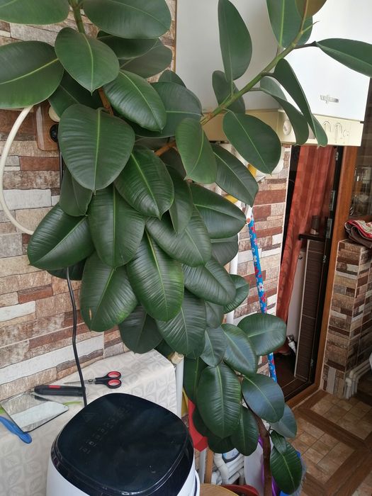 Ficus 1.90 înălțime+pui
