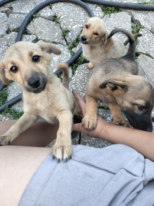 Бесплатно,отдам в добрые руки.