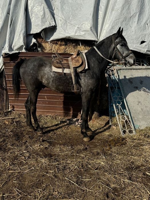 Айгыр жеребец айғыр 4 жасар