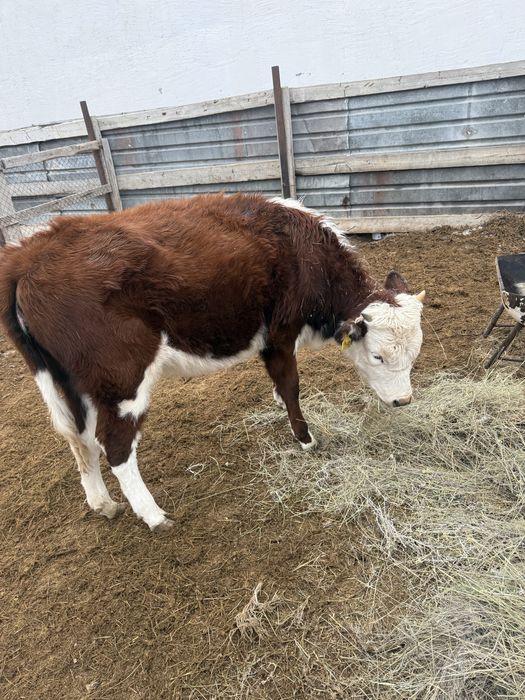 Қашар шығар семіз күйі жаксы семіз