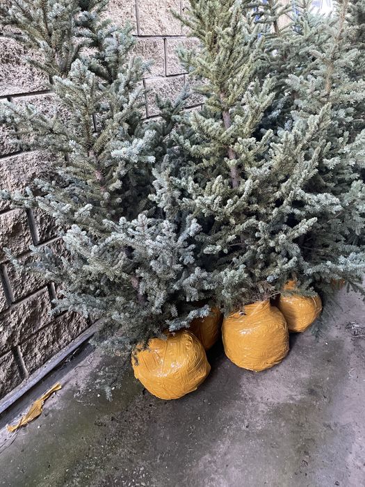 Голубые ели Хупси