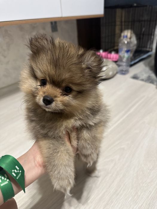 Шпиц померанский девочка 3 месяца