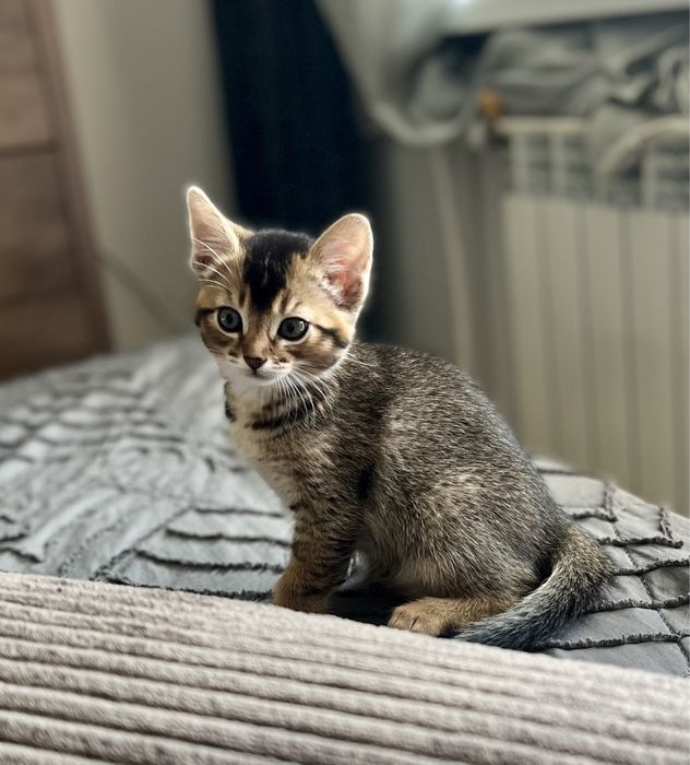 Котята породы Чаузи
