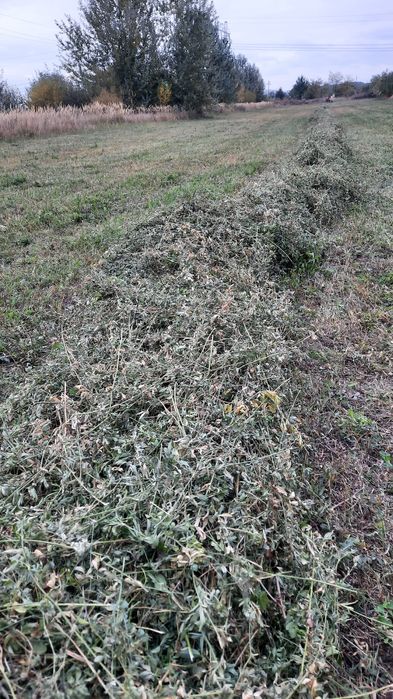 ‼️Vand 900 baloti de lucerna 2025 la alegere preț 40 lei‼️