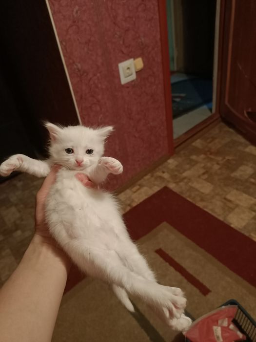 Добрые руки Котята