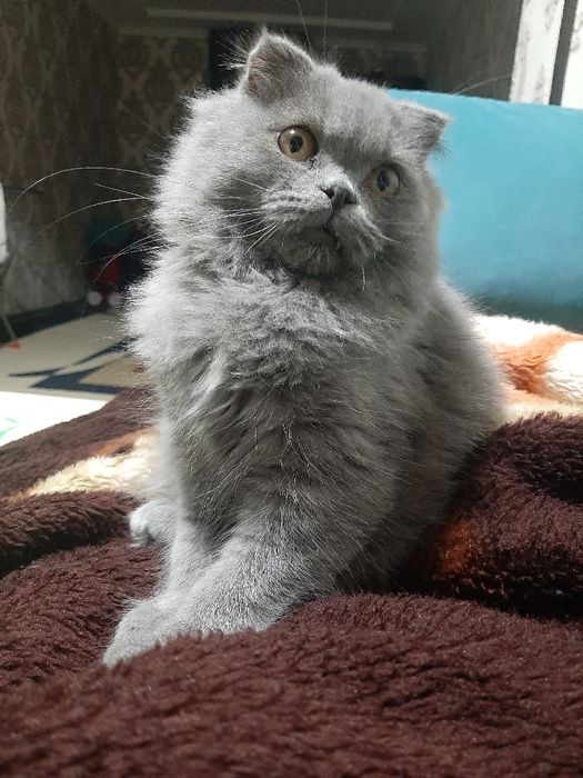 11ойлик Скоттиш фолд сотилади