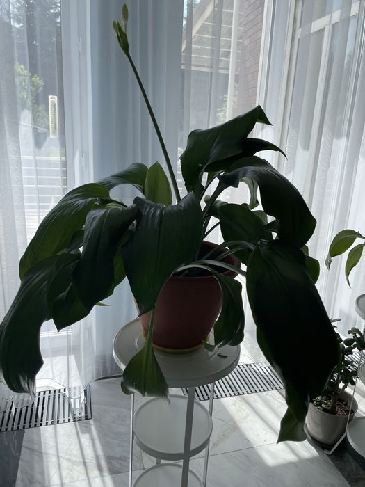 Цветы комнатные