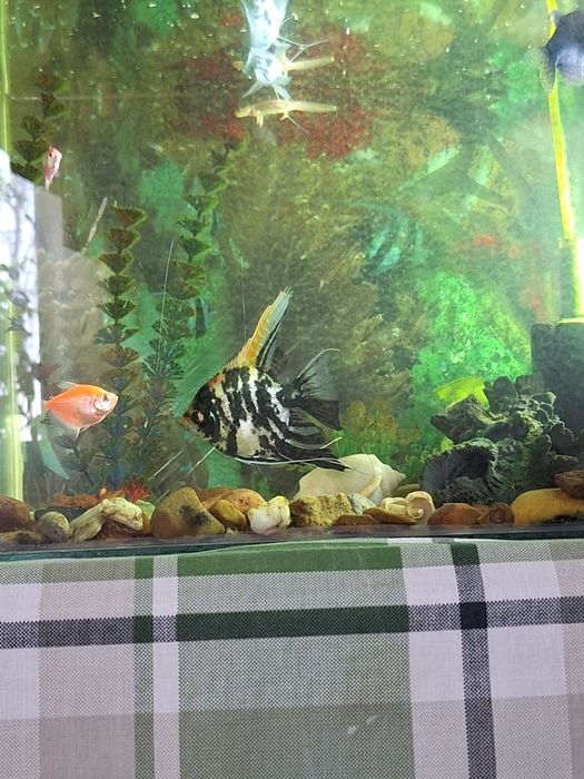 Продам аквариум с рыбками