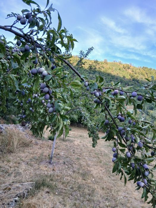 Vand prune Anaspect direct din livadă