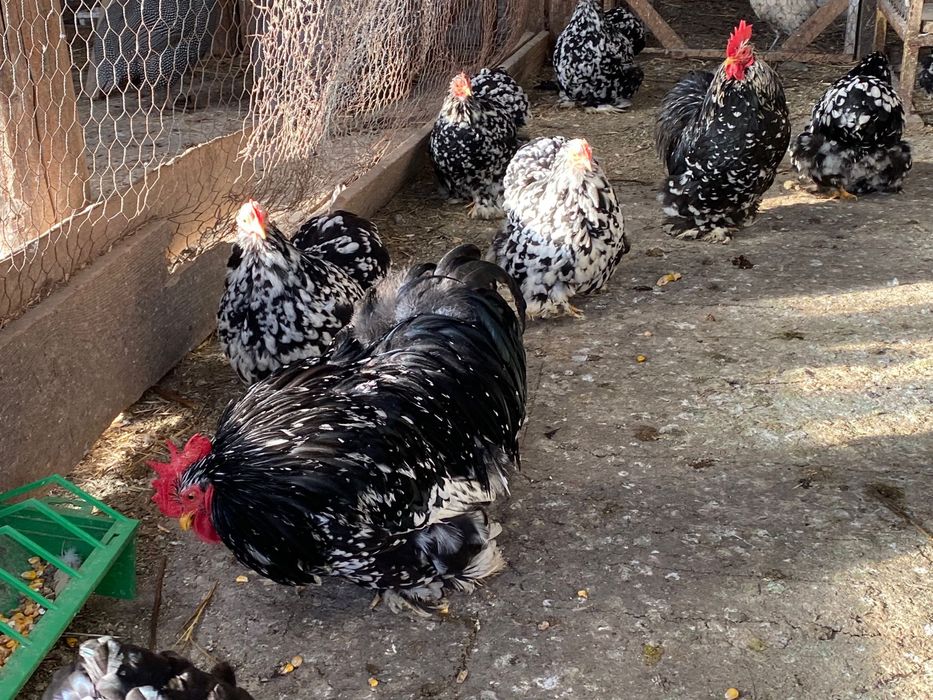 Mătase japoneză /Cochinchina Pitic