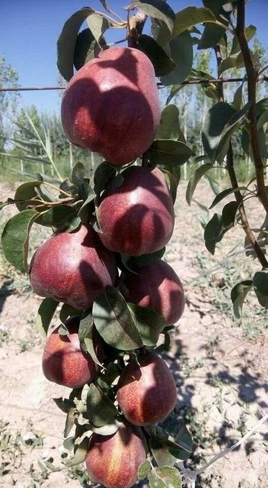 НОК КУЧАТЛАРИНИ 8 Хил сорти бор сортига падвойига кафолат берамиз