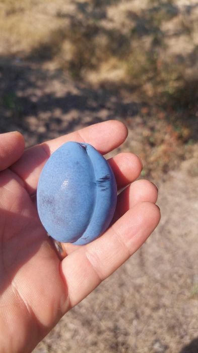 Prune de masa de vanzare soiul Stanley