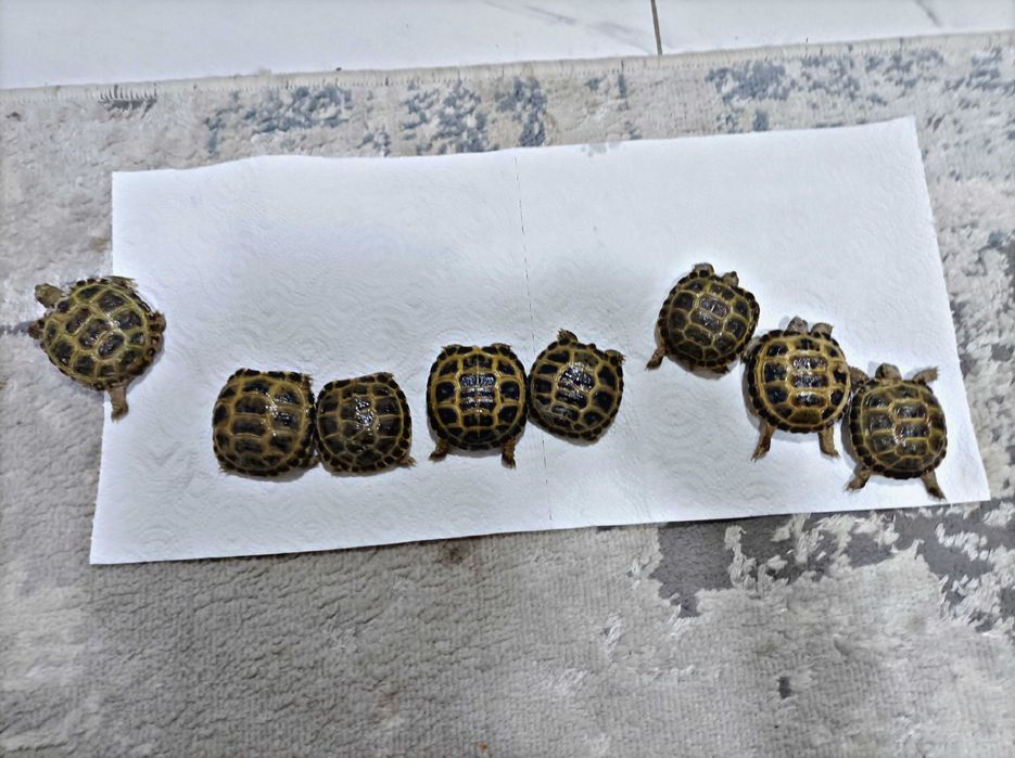 Toshbaqa bolalari sotiladi!