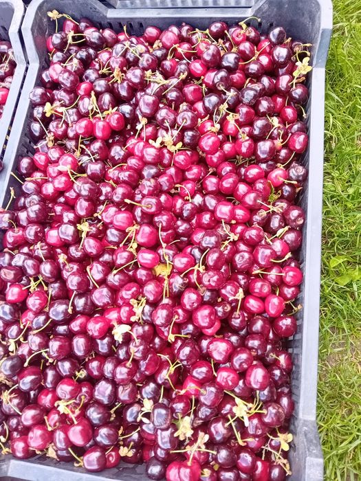 Vând cireșe dulcii