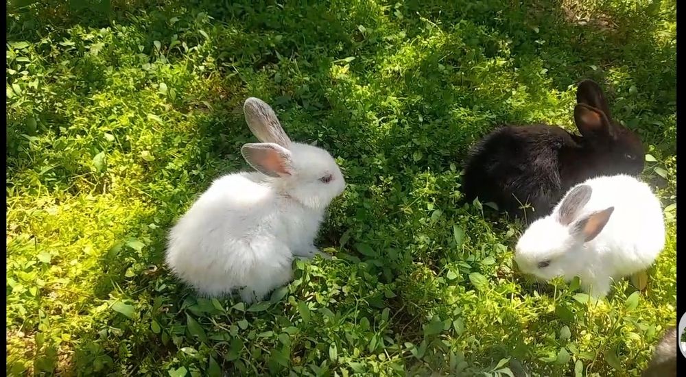 Quyon bolalari sotiladi