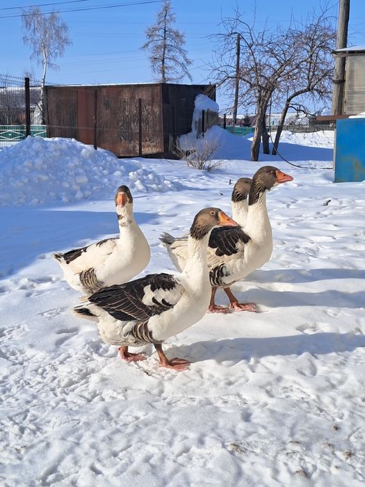 Продам гусей на развод.