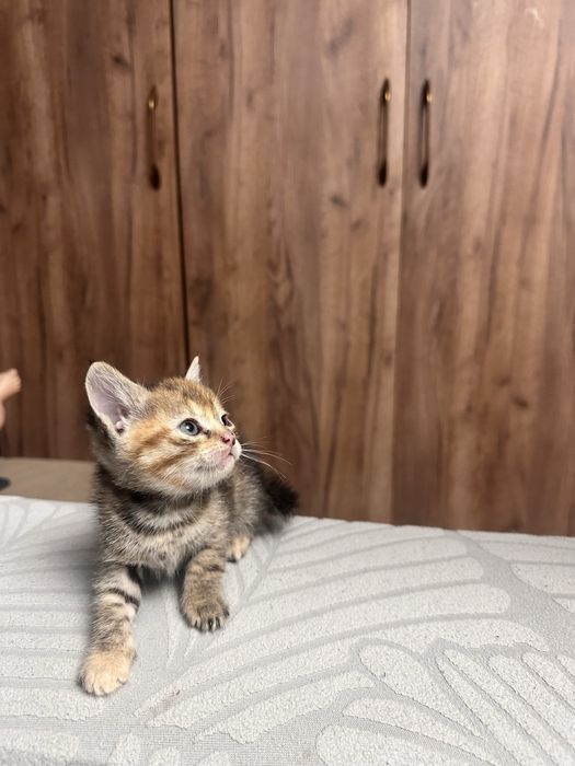 Котята 3 мальчика 2 девочки