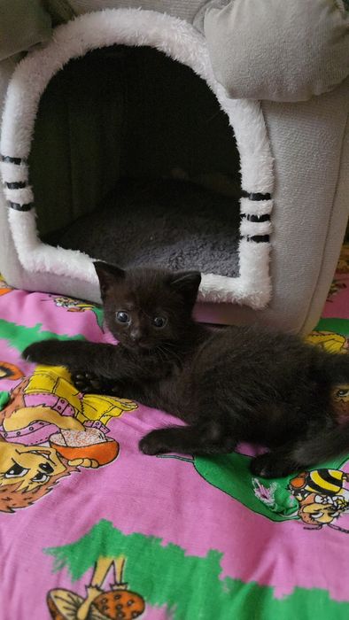 Котята метисы. Мама британка