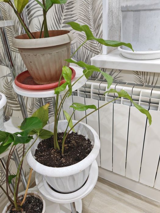 Комнатные растения