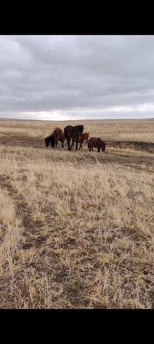 Тайлар сатылады еркек.