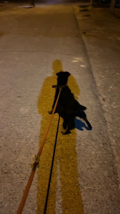 Ягдтерьер 11-айлық ұрғашы