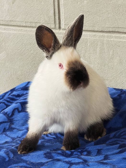 Kaliforniy quyon bolasi sotiladi 2+ oylik toza qon