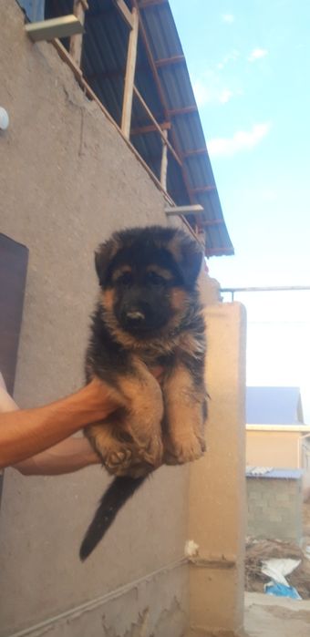 Немис кушиклери сатылады