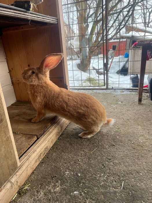 Femela urias german galben 9 luni