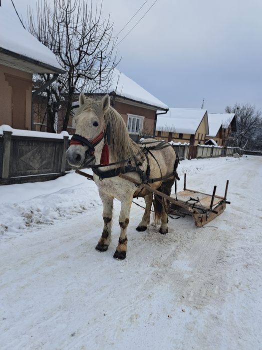 Vând armasar 12 ani