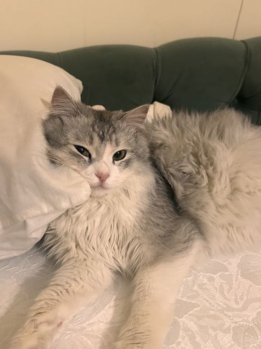 Котенок 7месяцев