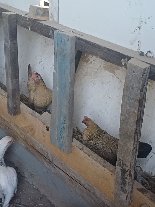 Куры карликовыйие