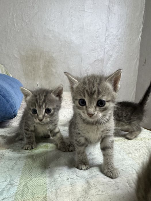 Отдам котят бесплатно. Срочно!