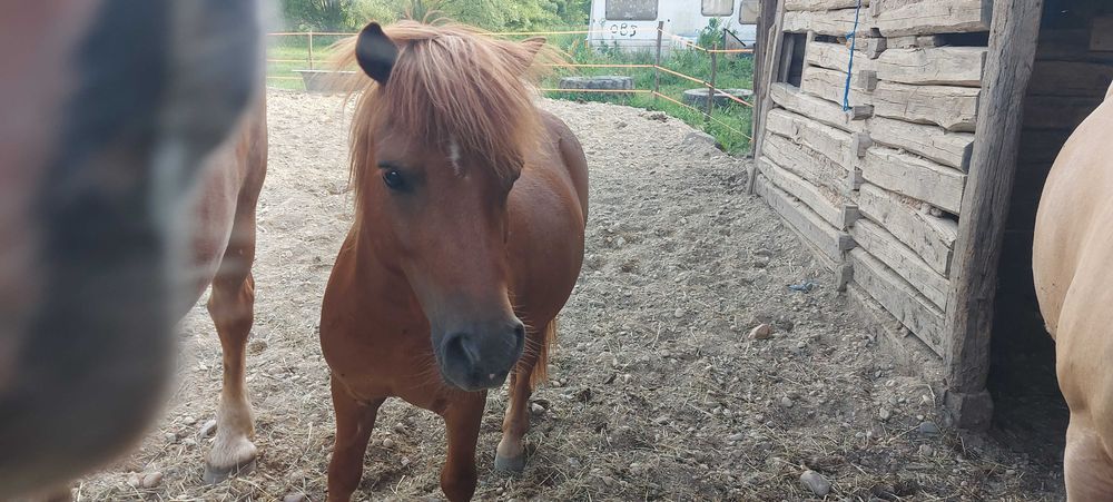 Vand ponei bland si jucaus