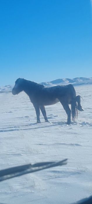 Полу тяж құнан дөнен