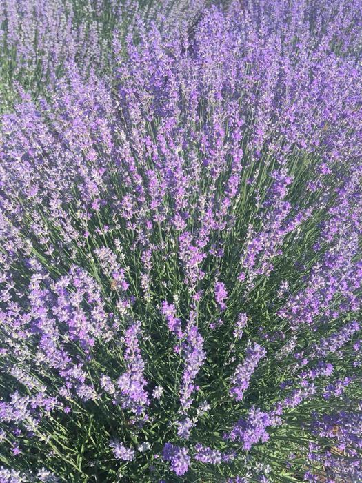 Лавандула разсад