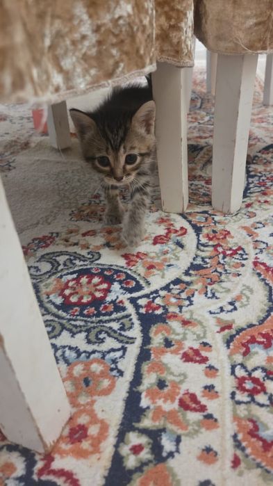 Отдам котят в добрые руки