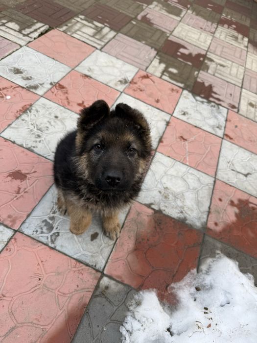 Продает авчарка.