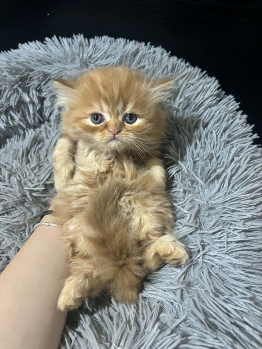 Персийски котенца