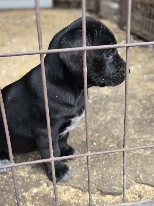 Щенки девочки 1.5 месяца