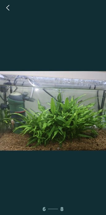 acvariu 26 l, creveți red sacura, buturuga,casuta de cocos cu plante