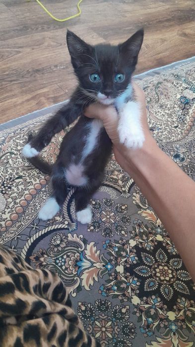 Котеноки 1,5 месяца