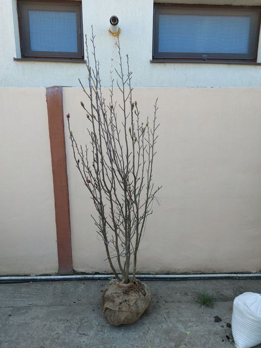 Mesteacan cu coaja albă tuia magnolia parfumată  tei