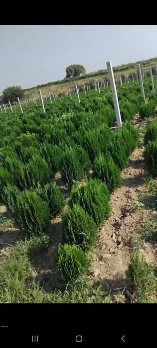 Туя кучатлари сотилади