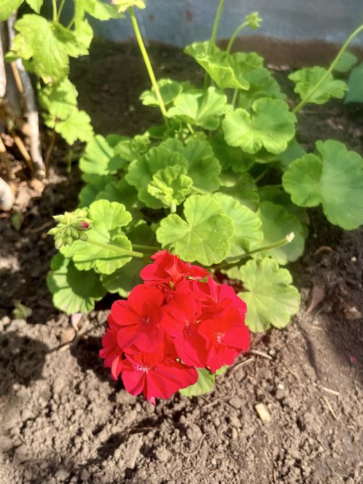 Продам саженцы пеларгонии ( герань)