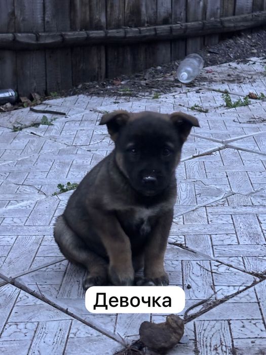 Отдам трех щенят в добрые руки