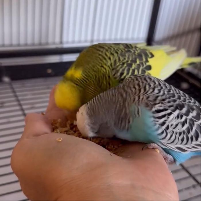 Попугай Чех ручная девочка