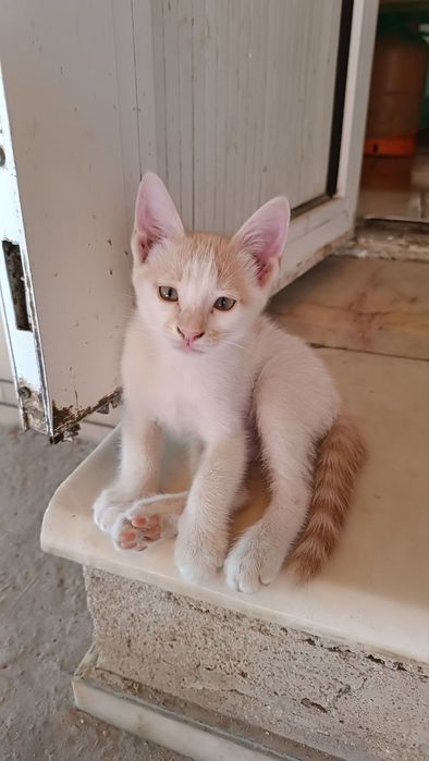 Кошка по имени Снежок