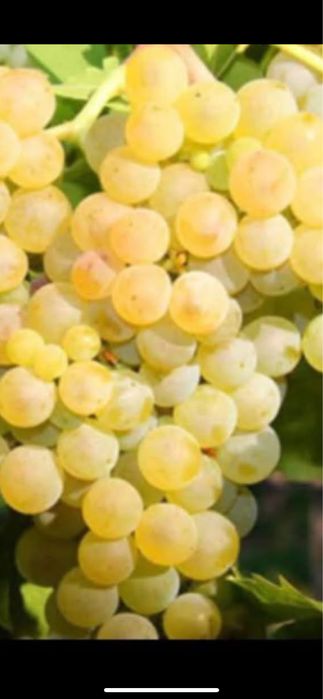 Vand strugurii de vin
