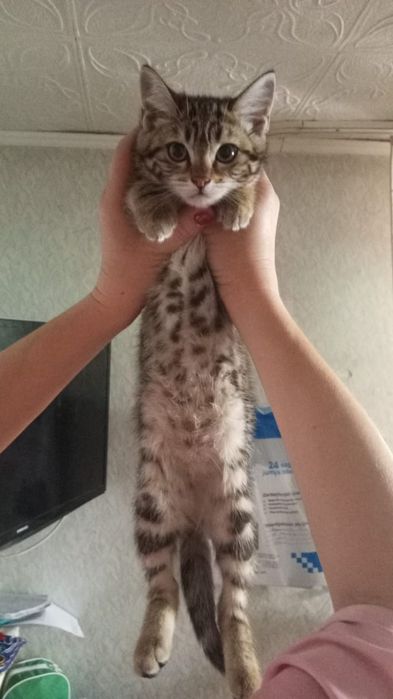 Котенок в добрые руки